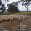 1450 head sheep yards. Brand New.