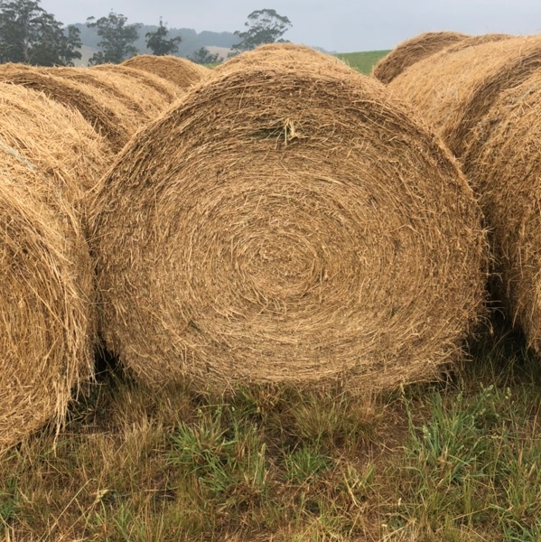 47 x Lucerne Hay 5x4 Round Bales