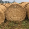 47 x Lucerne Hay 5x4 Round Bales
