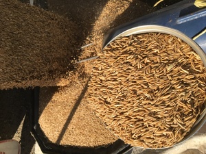 Yarran Seed Oats