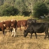 8 Cows pregnant with calves 5 to 8mths