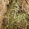 Shedded Medic Hay.    No weather Damage