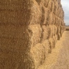Header Trail Barley For Sale 