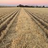 Barley Straw 550-600kg 8x4x3 Bales (New Season)
