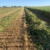 Oat Hay - Approximately 300 Rolls - SOLD BY THE ROLL