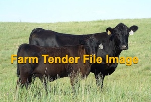 3 x Commercial Large Framed Cows & Calves