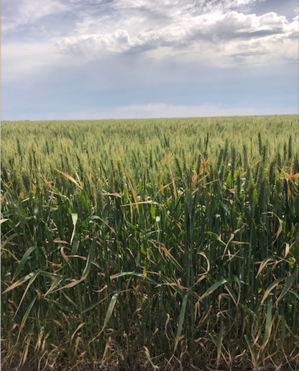 60 Hec of Irrigated Wheat For Sale - Ready to Load - 700kg Bales