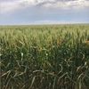60 Hec of Irrigated Wheat For Sale - Ready to Load - 700kg Bales