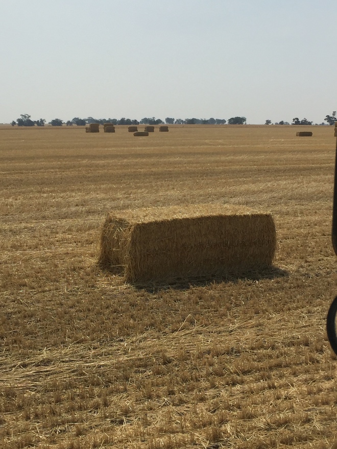 Approx. 200mt Windrowed Wheaten Straw 8x4x3 Bales