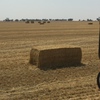 Approx. 200mt Windrowed Wheaten Straw 8x4x3 Bales