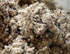 Cotton Seed Hulls