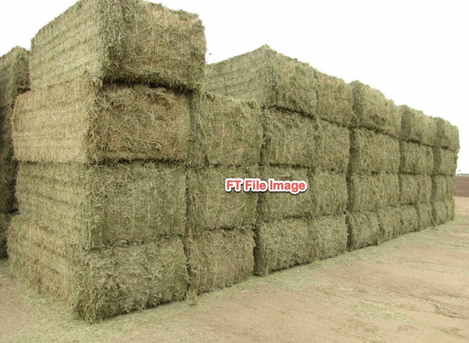 Lucerne Hay 3rd Cut 8x4x3 Bales (shedded)