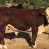 Poll Hereford Bulls from Glen Goulburn Genetics 