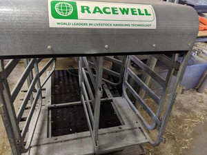 RACEWELL AUTOMATIC 5 SHEEP HANDLER CRUSH SCALE AND COUNTER