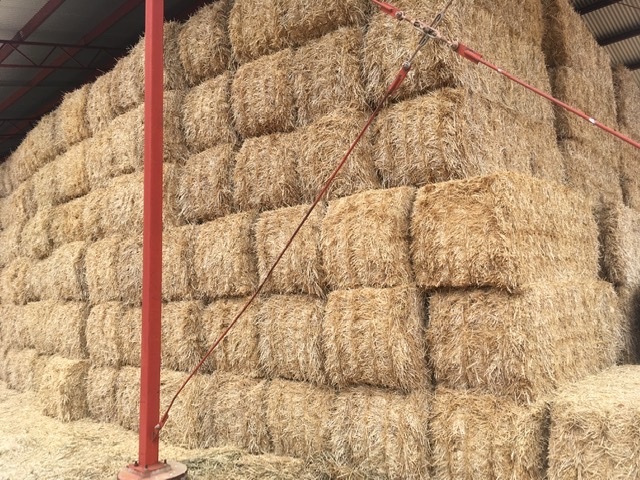 Barley Straw 8x3x3 ‘New Season’