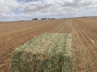 Oaten hay