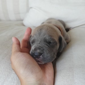 Purebred Great Dane Puppies