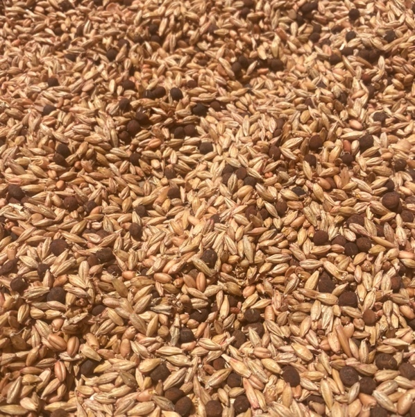 Barley Seed