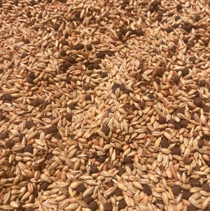 Barley Seed