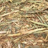 Shedded Oaten Hay