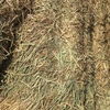 671 x Wheaten Hay 630kg 8x4x3 Bales