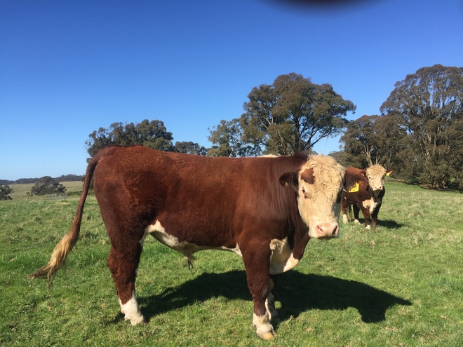 Poll Hereford Bulls from Glen Goulburn Genetics  