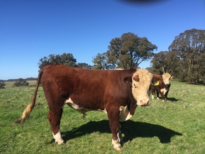 Poll Hereford Bulls from Glen Goulburn Genetics  