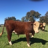 Poll Hereford Bulls from Glen Goulburn Genetics  