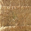 480mt Vetch Triticale Hay 640kg 8x4x3 Bales