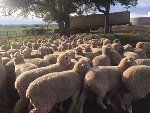 60 Danbury meat merinos