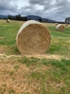 Rye and Clover Pasture Hay  5x4 Bales, Net wrapped.