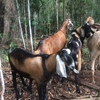 1 x Anglo  Nubian Buck 9 mths