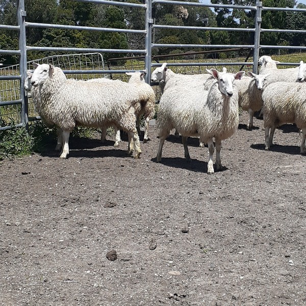 Border Leicester Ram Lambs