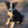 Kelpie x Border Collie pups 