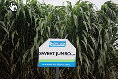 PACS SWEET JUMBO/Sugargraze Seed