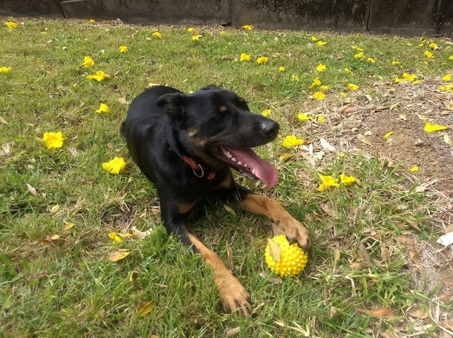 Black Fast Kelpie