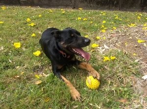 Black Fast Kelpie