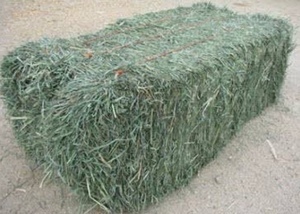 Teff Seed For Sale HAY AND GRAZING