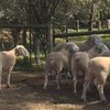 Poll Dorset Flock Rams