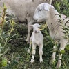 Australian White Ram 