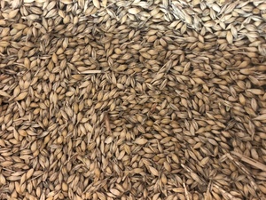 15mt Feed Barley (Low Test Weight)