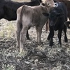Murray Grey X cows with limo calves