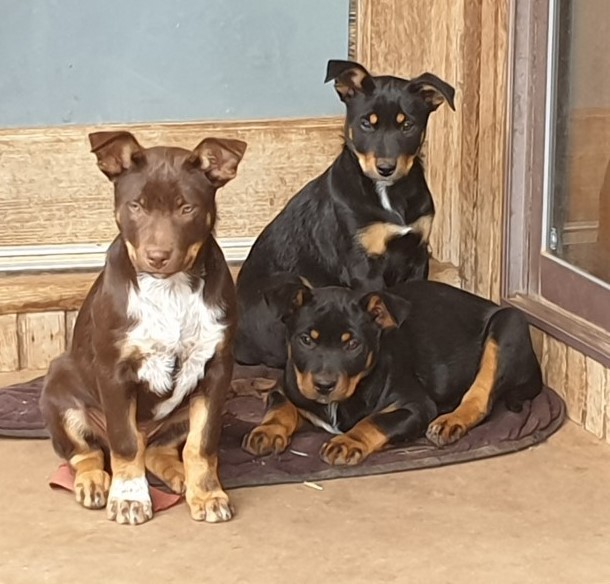 Kelpie x Blue Heeler Pups