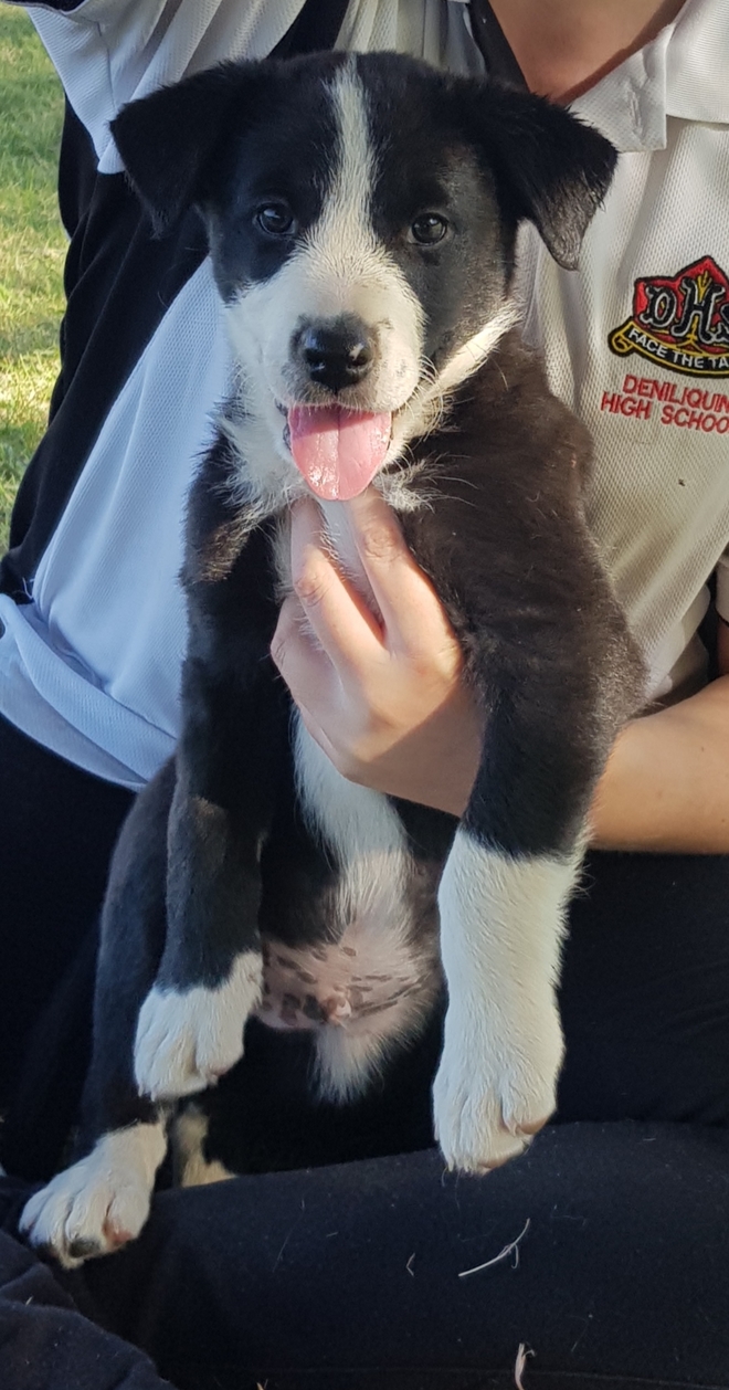 Purebred Border Collie Puppies 