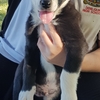 Purebred Border Collie Puppies 