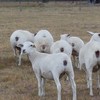 Australian White Ewes and Rams