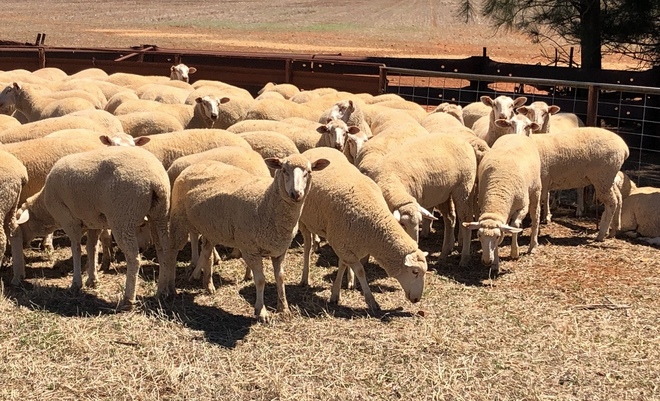 First cross Ewe Lambs 