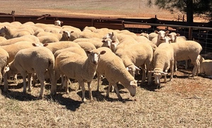 First cross Ewe Lambs