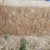 Sorghum Hay 