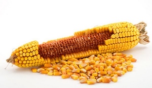 EOI 500mt Maize ex farm + delivery